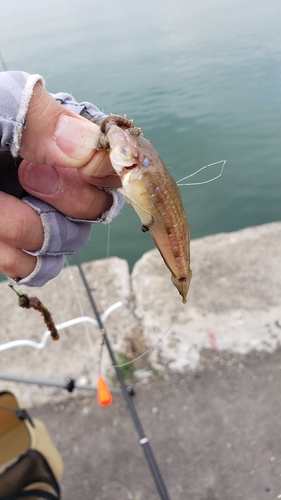 ハゼの釣果