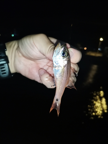 ネンブツダイの釣果