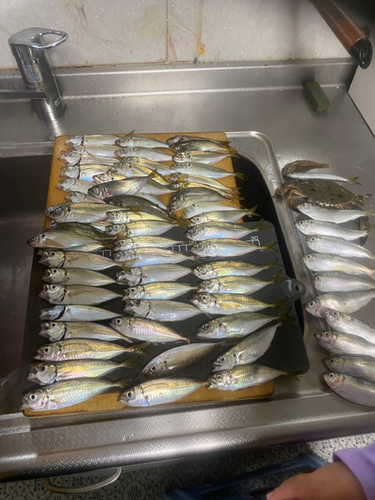 アジの釣果