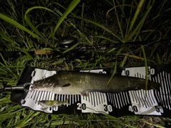 ナマズの釣果