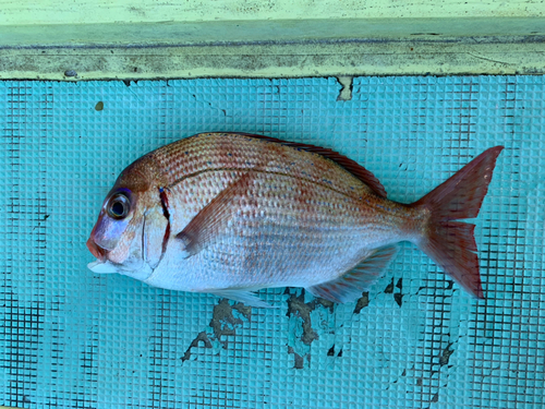 チダイの釣果