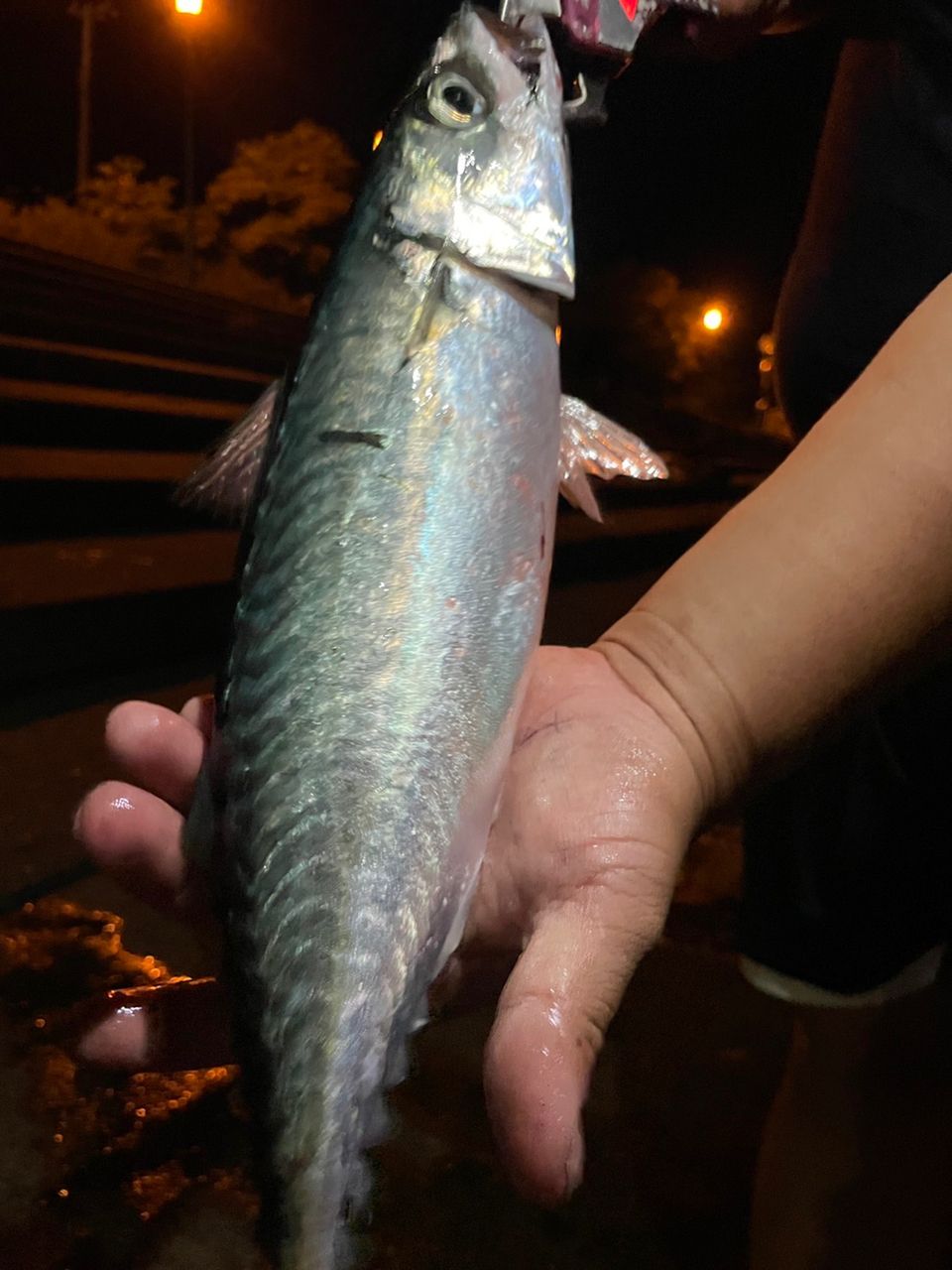 サバ