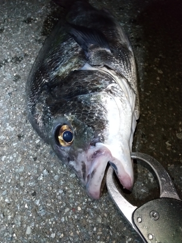 チヌの釣果