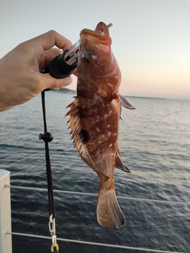 キジハタの釣果