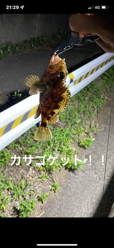 カサゴの釣果