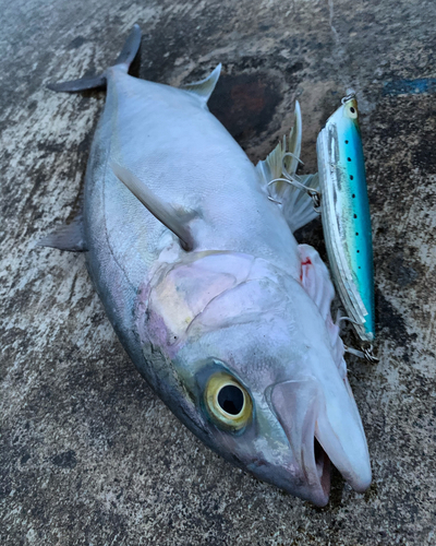 カンパチの釣果