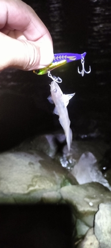 ハゼの釣果