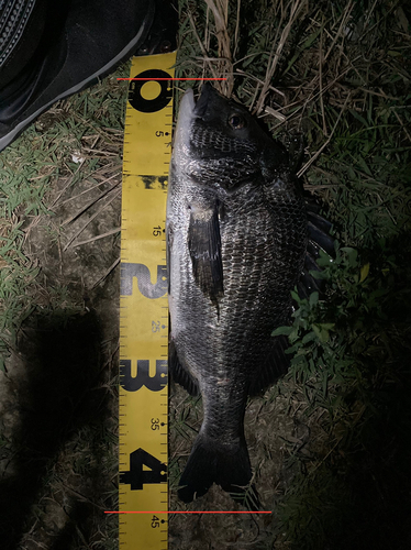 クロダイの釣果