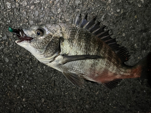 チヌの釣果