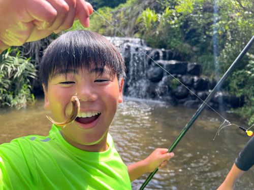 アブラハヤの釣果