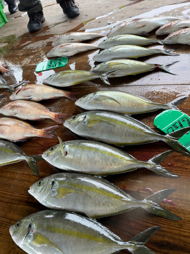 シマアジの釣果