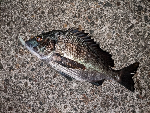 クロダイの釣果