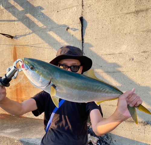 ハマチの釣果