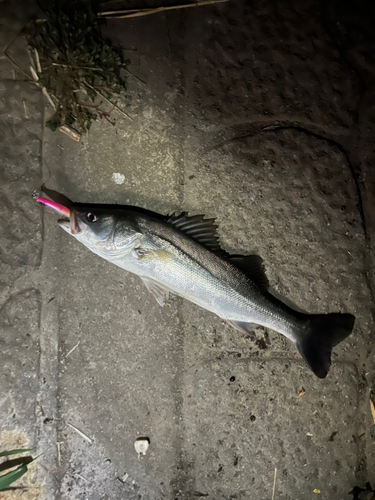 フッコ（マルスズキ）の釣果