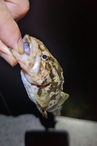 タケノコメバルの釣果