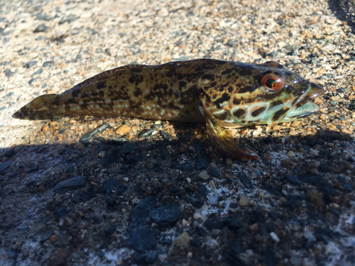 アナハゼの釣果