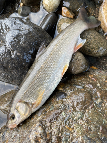 ウグイの釣果