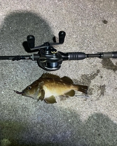 エゾメバルの釣果