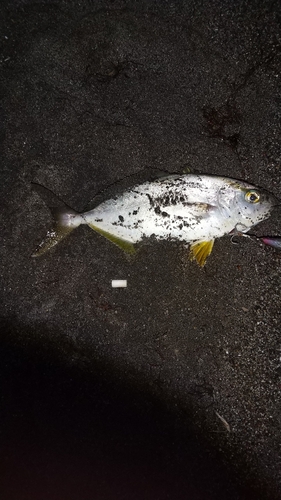 ショゴの釣果