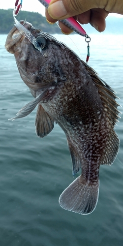 クロソイの釣果