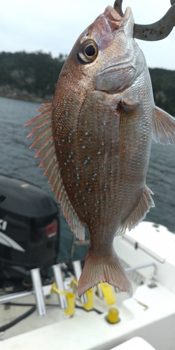 チャリコの釣果