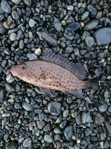 オオモンハタの釣果