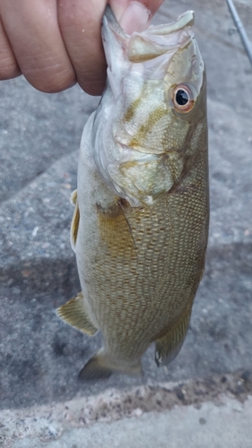 スモールマウスバスの釣果