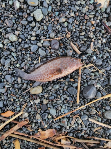 オオモンハタの釣果