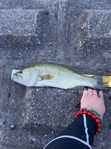 ブラックバスの釣果