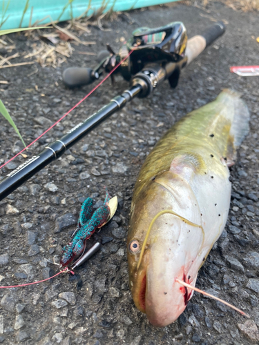 ナマズの釣果