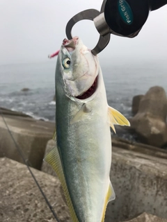 ワカシの釣果