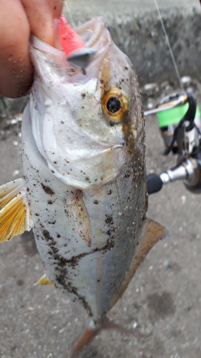 ショゴ