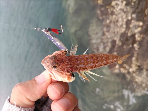 エソの釣果