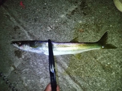 カマスの釣果