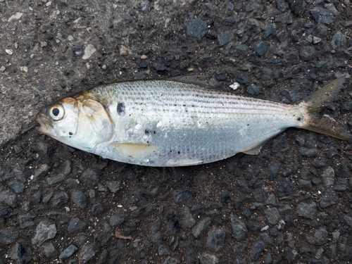 コノシロの釣果