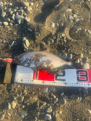 ショゴの釣果