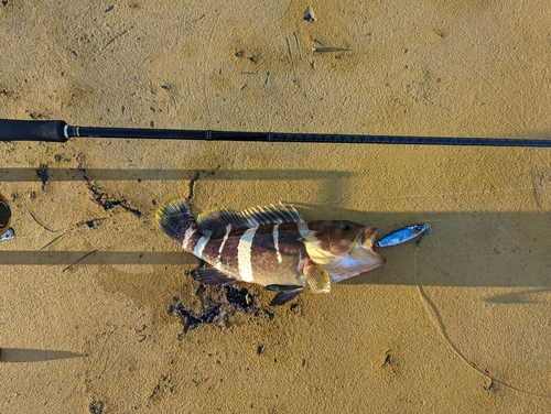 アオハタの釣果