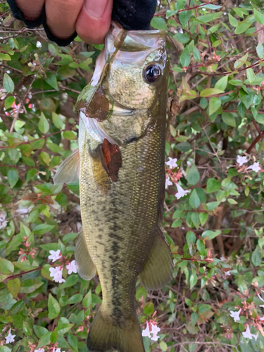 ラージマウスバスの釣果