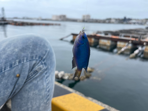 ソラスズメダイの釣果