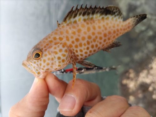 オオモンハタの釣果