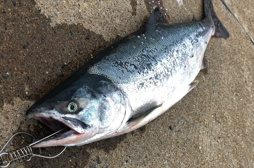 カラフトマスの釣果