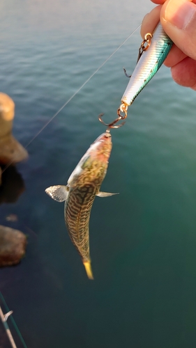 サバの釣果