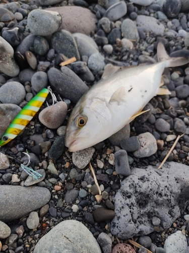 ショゴの釣果