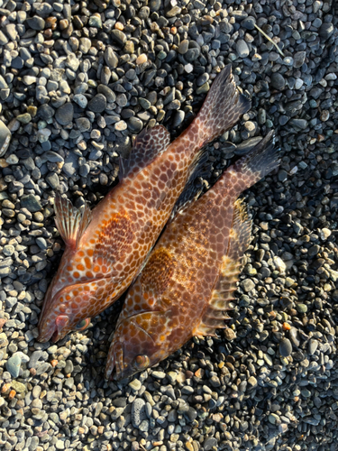 オオモンハタの釣果