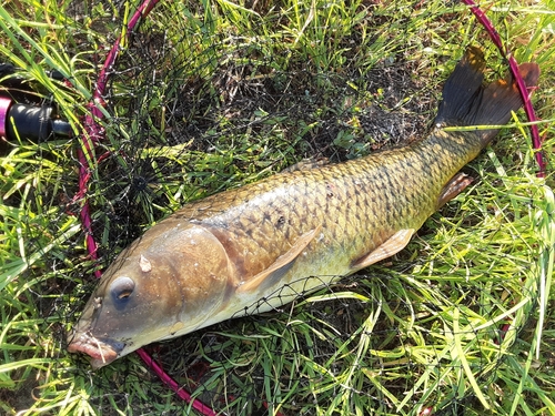 コイの釣果