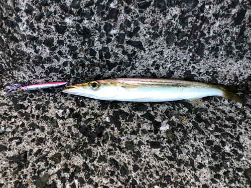 カマスの釣果