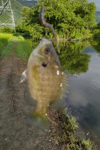 ブルーギルの釣果