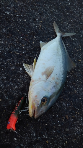 ショゴの釣果