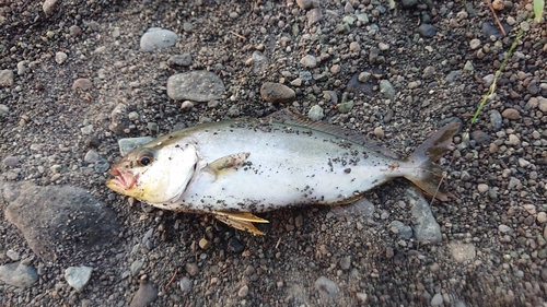 ショゴの釣果