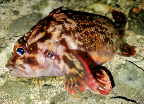 ハチガラの釣果